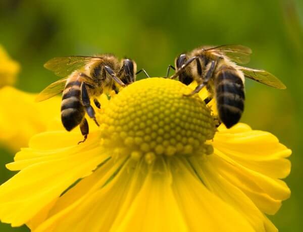 Bees-Pollinating